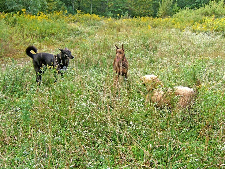 In_the_Meadow