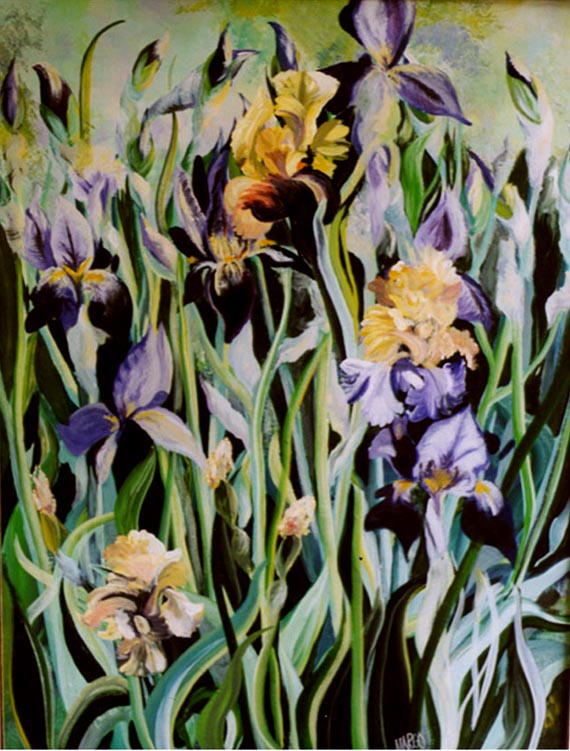 Iris_Garden